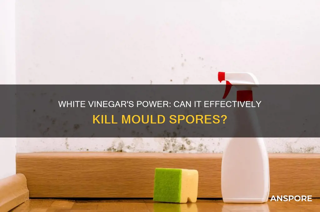 does white vinegar kill mould spores