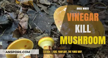 White Vinegar vs Mushrooms: Effective Killer or Not?