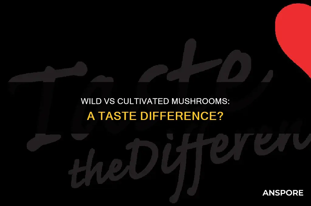 does wild mushroom taste different than cultivated