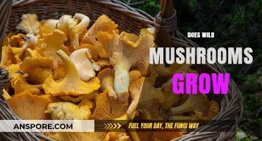 Where and How Do Wild Mushrooms Naturally Grow in Nature?