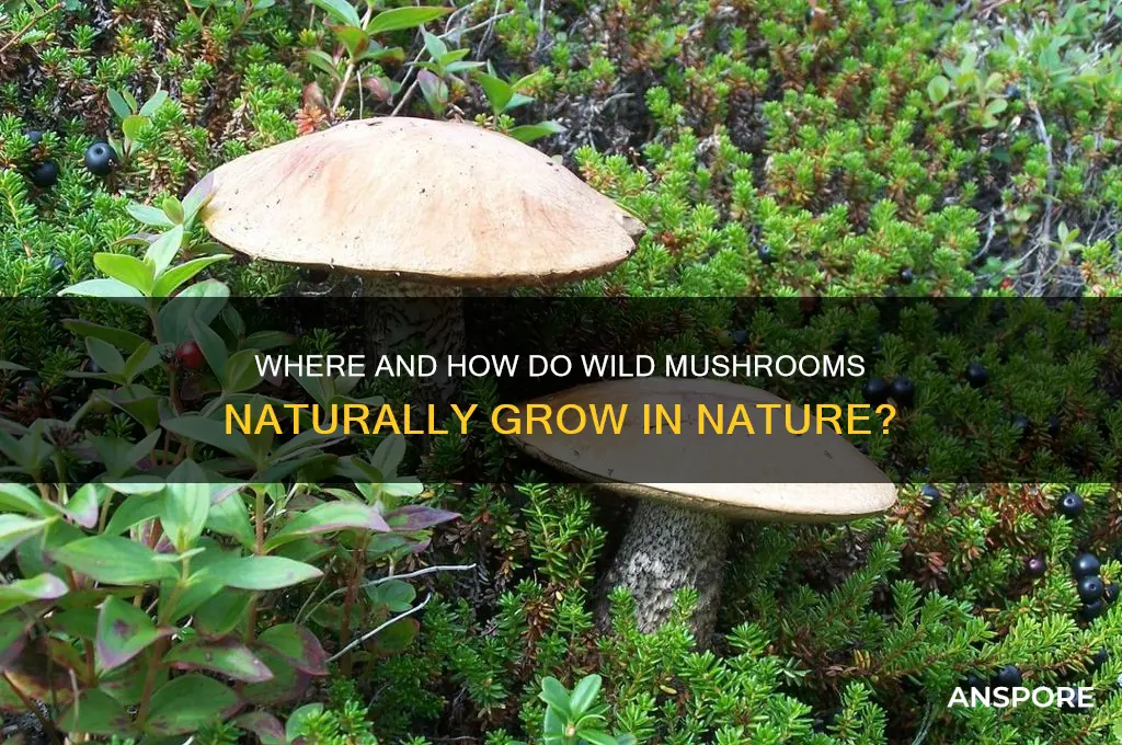 does wild mushrooms grow