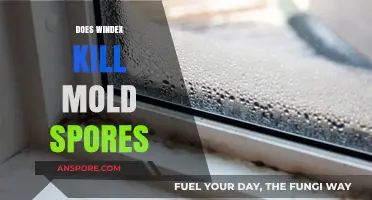 Windex and Mold: Can It Effectively Kill Mold Spores?
