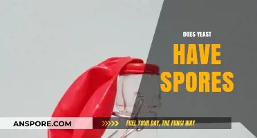 Unveiling the Truth: Does Yeast Produce Spores for Survival?