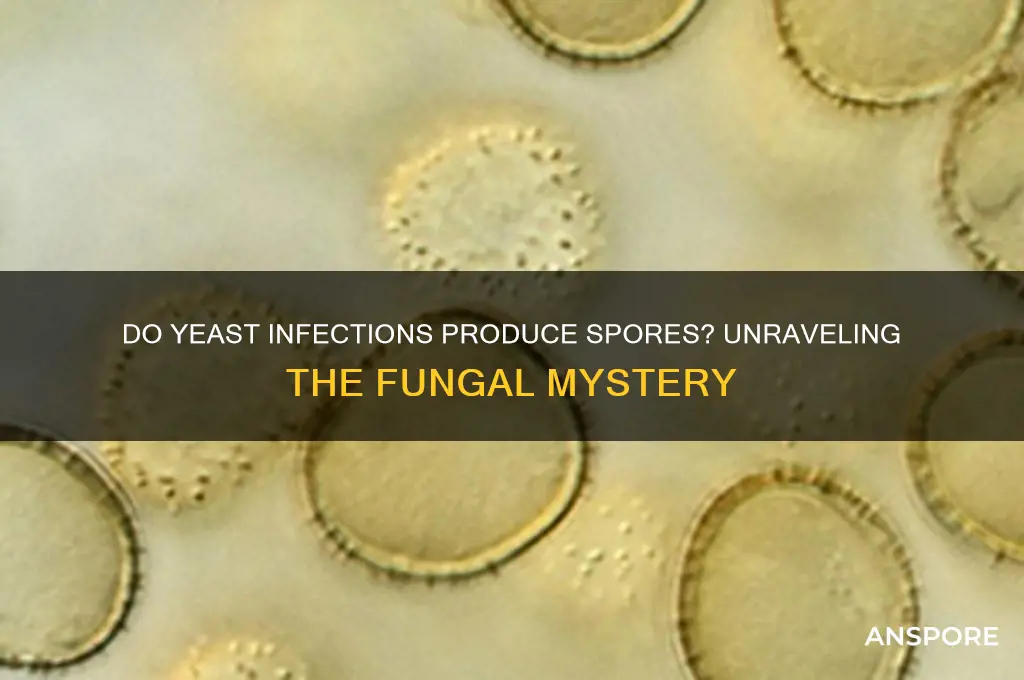 does yeast infections have spores
