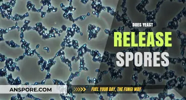 Does Yeast Release Spores? Unveiling the Truth About Yeast Reproduction