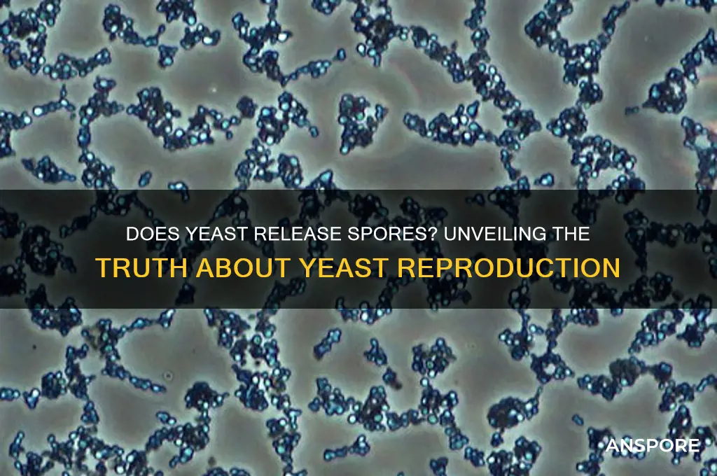 does yeast release spores