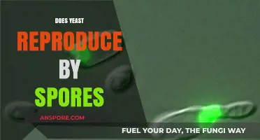 Does Yeast Reproduce by Spores? Unraveling the Mysteries of Yeast Reproduction