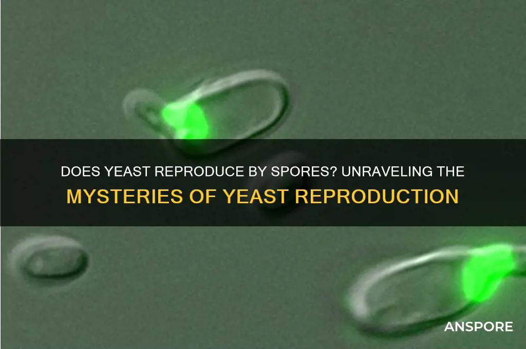 does yeast reproduce by spores