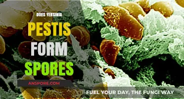 Does Yersinia Pestis Form Spores? Unraveling the Plague Bacterium's Survival Tactics