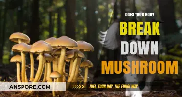 How Mushrooms Are Digested: A Breakdown