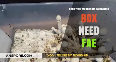 Mushroom Incubation: Why Fae is Essential