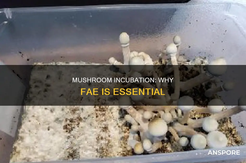 does your mushroom incubation box need fae