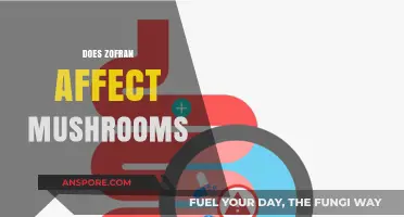 Zofran and Mushrooms: A Risky Mix?