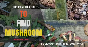 Don't Bite Me, Bro! Discover Safe Mushroom Foraging Spots Nearby