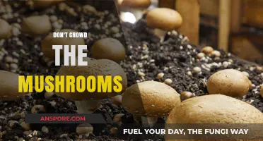 Mushroom Magic: Space for Abundance