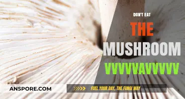Avoid the Vvvvvavvvvvvr Mushroom: A Toxic Fungus Warning