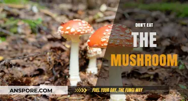 Avoid Toxic Mushrooms: Essential Tips to Stay Safe in Nature