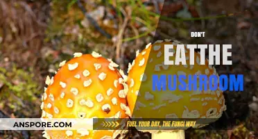 Poisonous Mushrooms: What Not to Eat