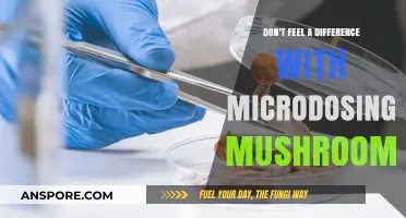 Microdosing Mushrooms: Is It a Placebo Effect?