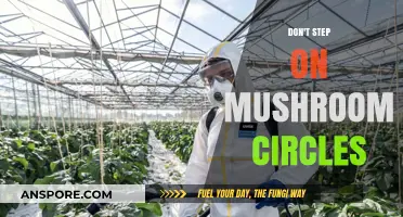 Protect Mushroom Circles: Respect Nature's Mysteries