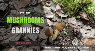 Mushroom Magic: Grannies' Secrets to Success