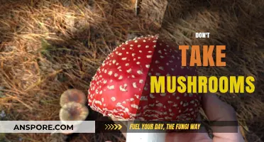 Mushrooms: Why You Should Steer Clear