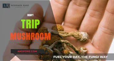 Tripping on Magic Mushrooms: A Safe Journey