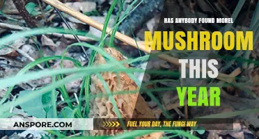 Morel Mushroom Hunt 2023: Who's Found These Elusive Fungi?