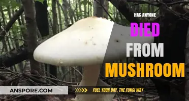 Mushrooms: Toxicity and the Risk of Death