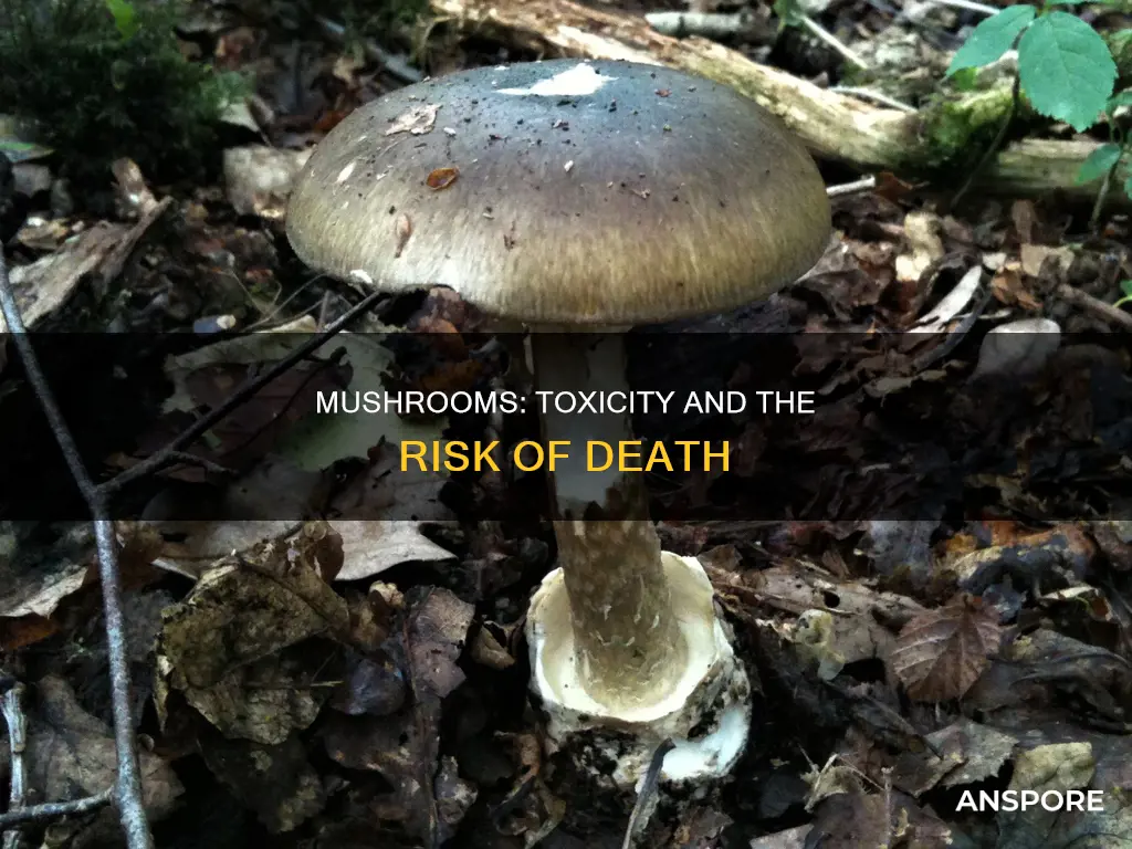 has anyone died from mushrooms