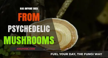 Psychedelic Mushrooms: Can They Kill You?