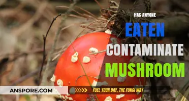 Contaminated Mushrooms: Risks, Symptoms, and How to Stay Safe