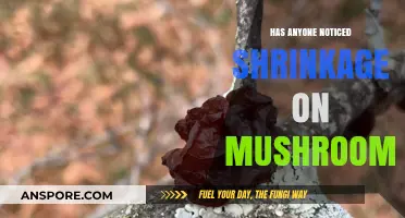 The Mysterious Mushroom Shrinkage Phenomenon: What's Going On?