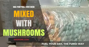 Fentanyl-Laced Mushrooms: A Deadly Combination?