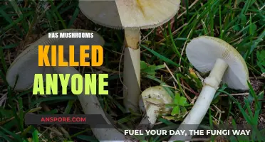 Mushrooms: Are They Deadly?