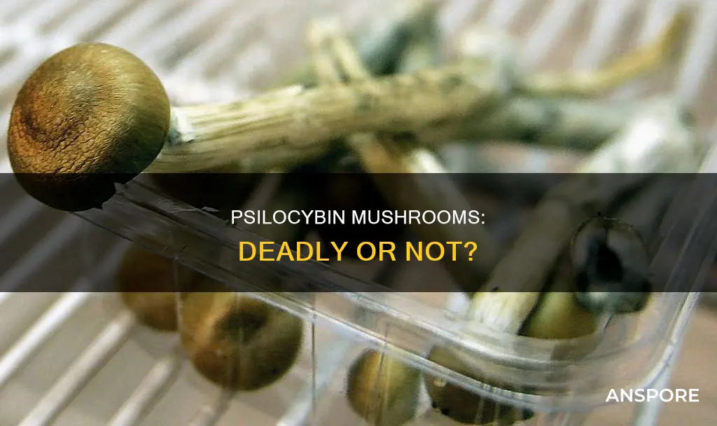 has psilocybin mushrooms killed anyone