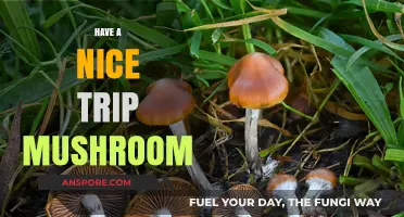 Mushroom Trips: A Magical Experience