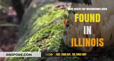 Death Cap Mushrooms: Found in Illinois?