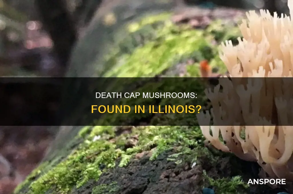 have death cap mushrooms been found in illinois
