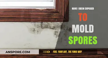 Mold Exposure Concerns: Identifying Symptoms and Risks of Mold Spores