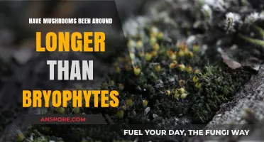 Ancient Fungi: Did Mushrooms Precede Bryophytes in Earth's History?