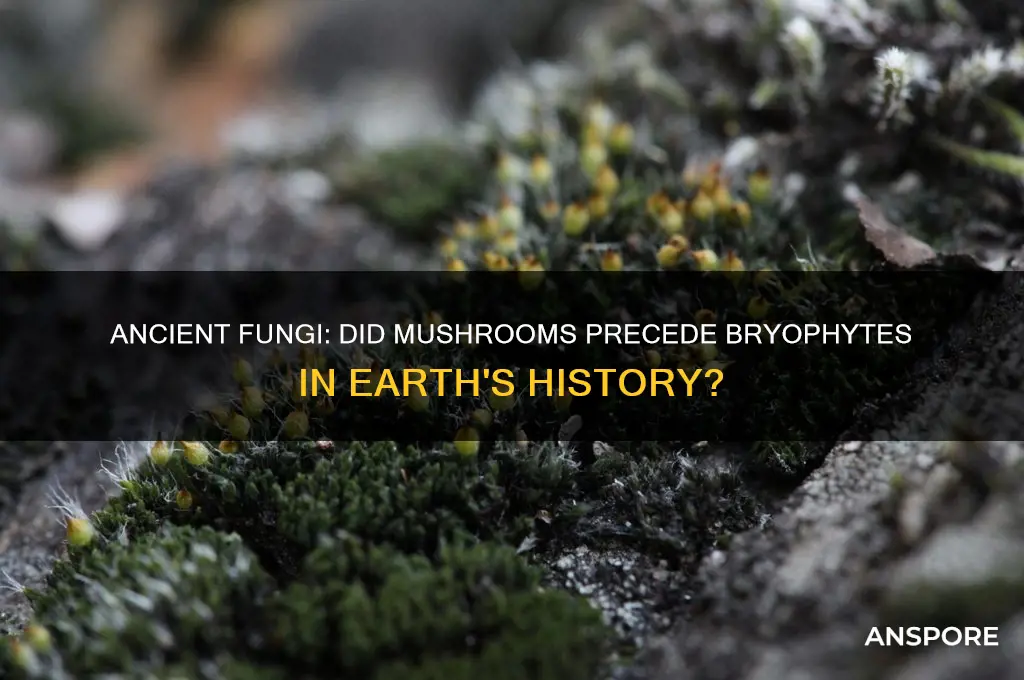 have mushrooms been around longer than bryophytes