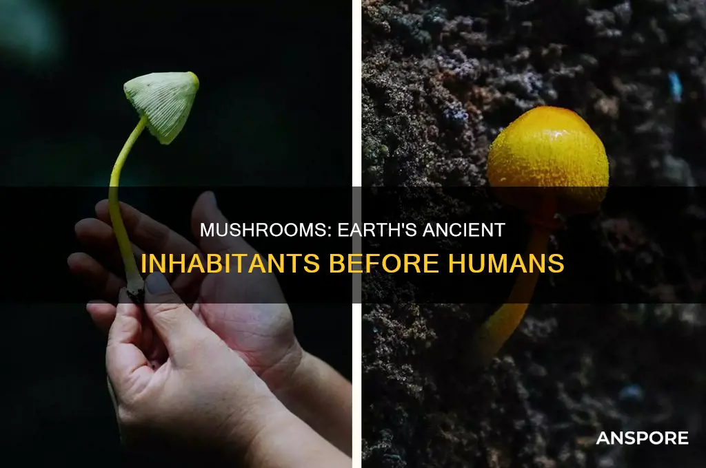 have mushrooms been around onger than humans