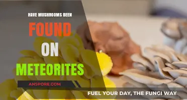 Mushrooms in Space: Meteorite Fungal Findings