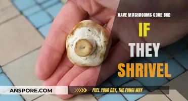 Shriveled Mushrooms: Are They Still Good to Eat or Gone Bad?