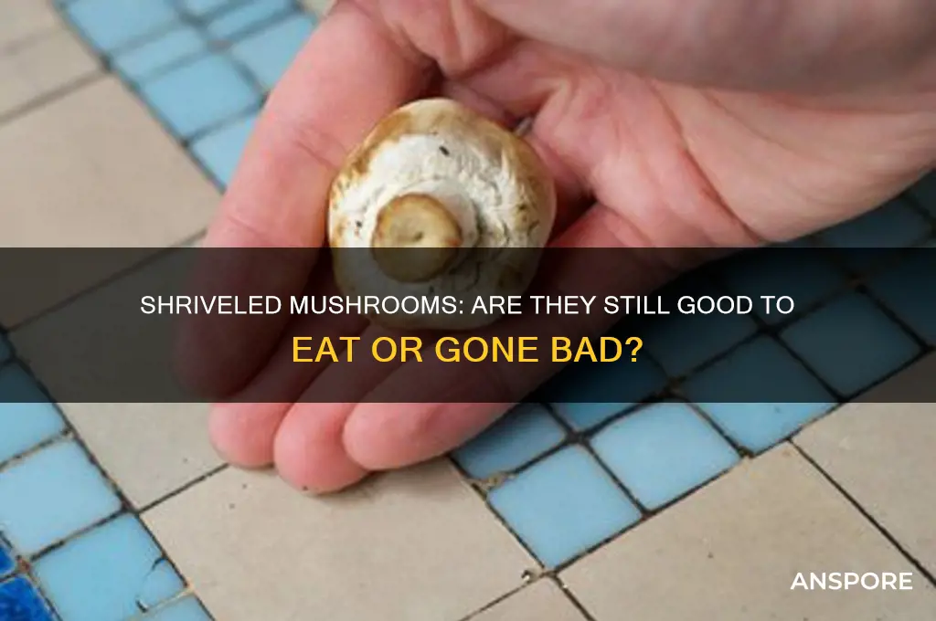 have mushrooms gone bad if they shrivel