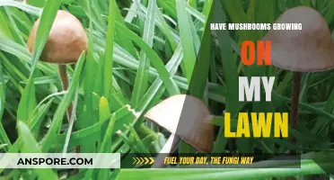 Mushrooms on My Lawn: Causes, Concerns, and How to Manage Them