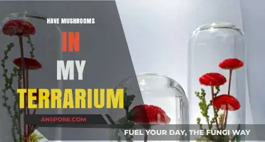 Mushroom Mystery: Unwanted Guests in My Terrarium