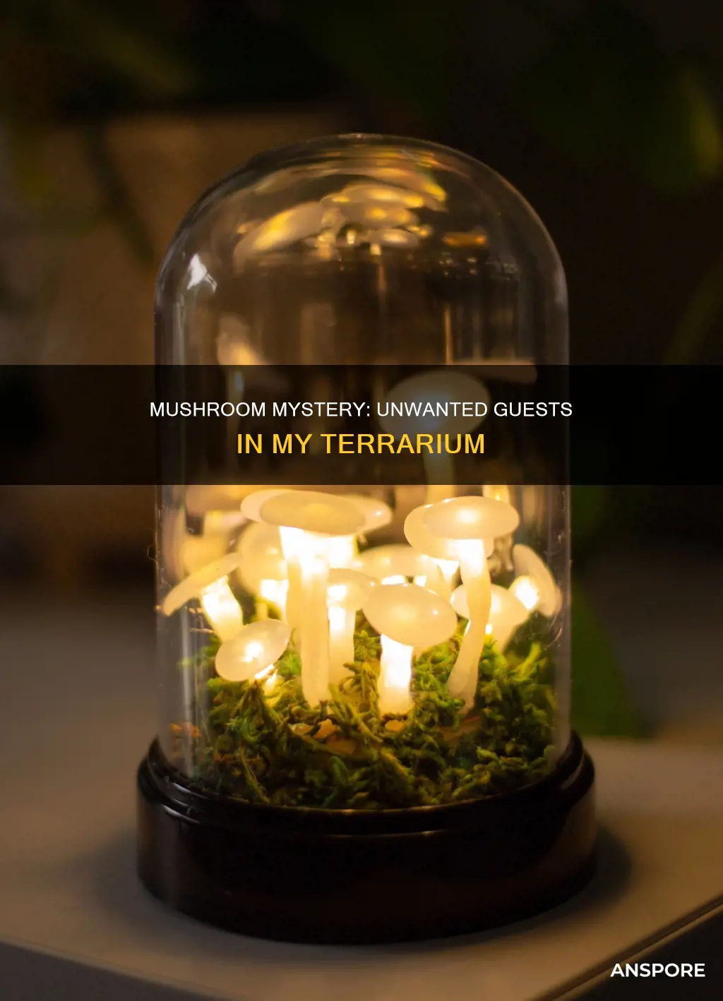 have mushrooms in my terrarium