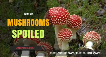 Mushroom Maintenance: How to Spot Spoilage